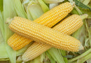Sweetcorn Swift F1 seeds