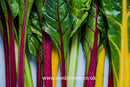 Swiss Chard Bright Lights - Seeds to Sow Limited