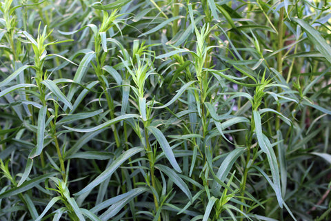 Russian Tarragon - Seeds to Sow Limited