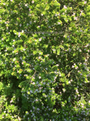 Thyme - Purple Creeping - Seeds to Sow Limited