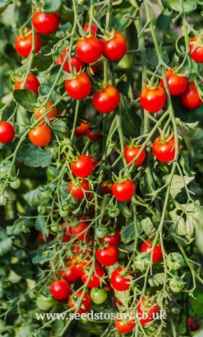 Tomato Cherry Falls - Seeds to Sow Limited
