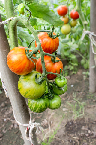 Tomato Tigerella - Seeds to Sow Limited