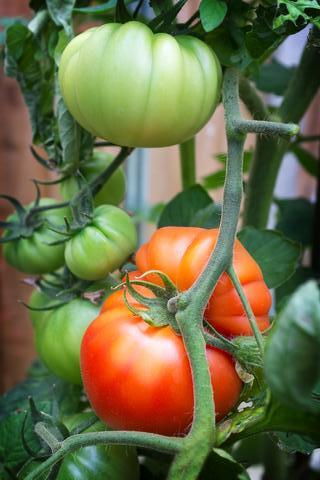 Tomato Super Marmande - Seeds to Sow Limited