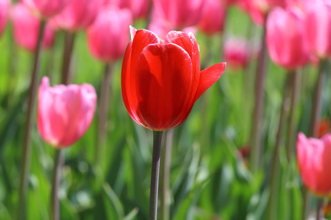 TulipCashmirRed