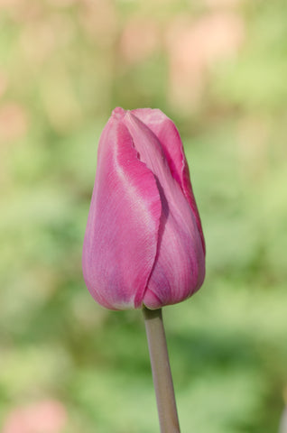Tulip Mistress