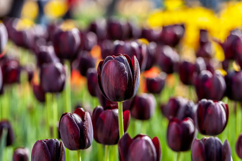 Queen of the night Tulip