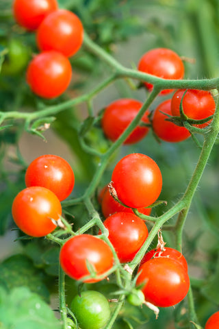 Tomato Tumbling Tom Red - Seeds to Sow Limited