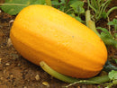 Squash Vegetable Spaghetti - Seeds to Sow Limited