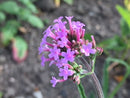 Verbena bonariensis - Seeds to Sow Limited