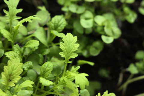 Salad Leaves Wasabi Rocket - Seeds to Sow Limited