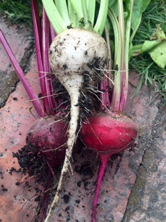 Beetroot Albina Ice - Seeds to Sow Limited
