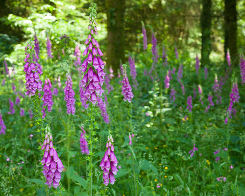 Foxglove - Wild Foxglove - Seeds to Sow Limited