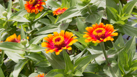 Zinnia - Zahara Sunburst - Seeds to Sow Limited