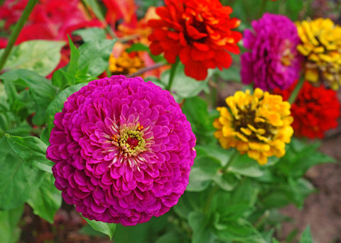 Zinnia - Lilliput Mixed - Seeds to Sow Limited