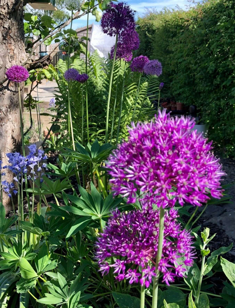 Allium purple sensation