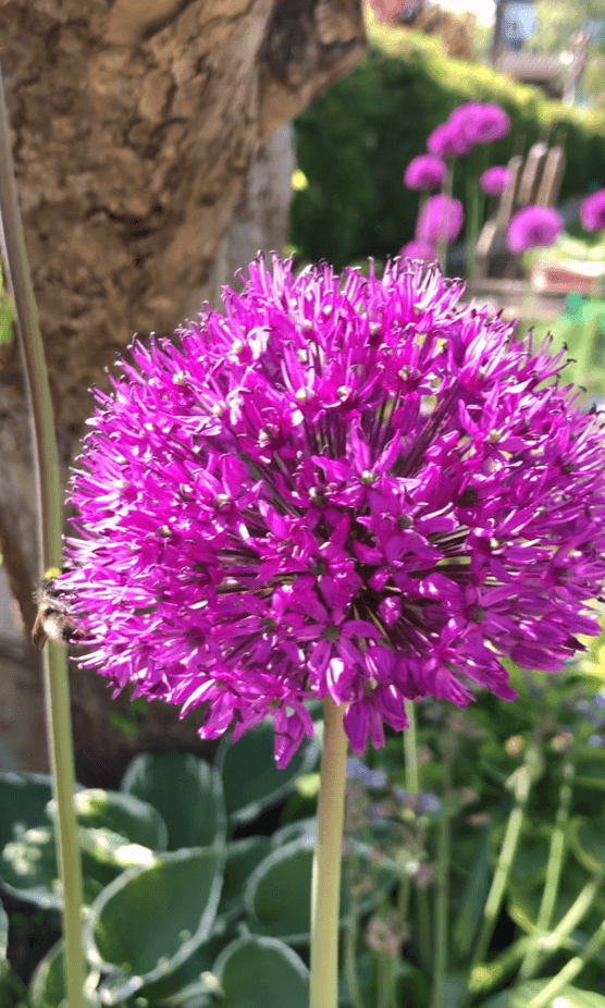 Allium purple sensation