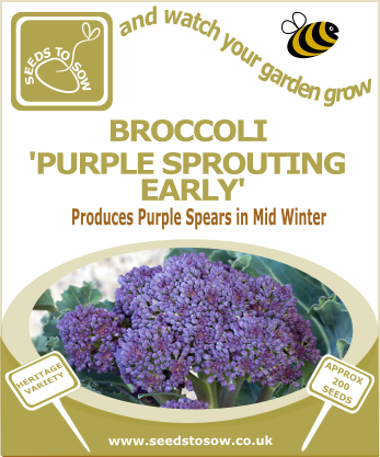 Broccoli Purple Sprouting Early - Seeds to Sow Limited