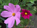 Cosmos - Sensation Mixed - Seeds to Sow Limited