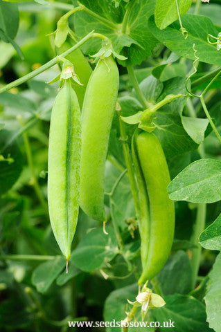 Pea Tom Thumb - Seeds to Sow Limited